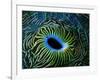 Bivalve of the Tridacna Genus-Andrea Ferrari-Framed Photographic Print