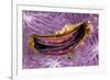 Bivalve Scallop (Pedum Spondyloideum) Inside A Coral Covered With Purple Sponge-Franco Banfi-Framed Photographic Print