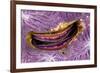 Bivalve Scallop (Pedum Spondyloideum) Inside A Coral Covered With Purple Sponge-Franco Banfi-Framed Photographic Print