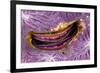 Bivalve Scallop (Pedum Spondyloideum) Inside A Coral Covered With Purple Sponge-Franco Banfi-Framed Photographic Print