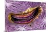 Bivalve Scallop (Pedum Spondyloideum) Inside A Coral Covered With Purple Sponge-Franco Banfi-Mounted Photographic Print