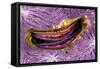 Bivalve Scallop (Pedum Spondyloideum) Inside A Coral Covered With Purple Sponge-Franco Banfi-Framed Stretched Canvas