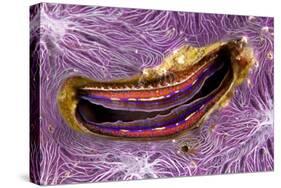 Bivalve Scallop (Pedum Spondyloideum) Inside A Coral Covered With Purple Sponge-Franco Banfi-Stretched Canvas