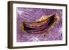 Bivalve Scallop (Pedum Spondyloideum) Inside A Coral Covered With Purple Sponge-Franco Banfi-Framed Photographic Print