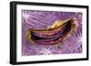 Bivalve Scallop (Pedum Spondyloideum) Inside A Coral Covered With Purple Sponge-Franco Banfi-Framed Photographic Print