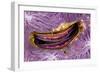 Bivalve Scallop (Pedum Spondyloideum) Inside A Coral Covered With Purple Sponge-Franco Banfi-Framed Photographic Print