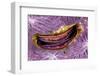 Bivalve Scallop (Pedum Spondyloideum) Inside A Coral Covered With Purple Sponge-Franco Banfi-Framed Photographic Print