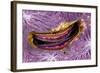 Bivalve Scallop (Pedum Spondyloideum) Inside A Coral Covered With Purple Sponge-Franco Banfi-Framed Photographic Print