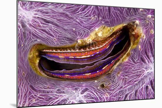 Bivalve Scallop (Pedum Spondyloideum) Inside A Coral Covered With Purple Sponge-Franco Banfi-Mounted Photographic Print