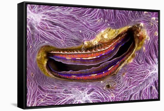 Bivalve Scallop (Pedum Spondyloideum) Inside A Coral Covered With Purple Sponge-Franco Banfi-Framed Stretched Canvas