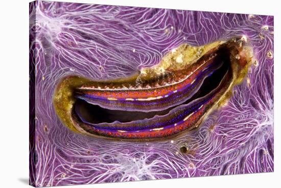 Bivalve Scallop (Pedum Spondyloideum) Inside A Coral Covered With Purple Sponge-Franco Banfi-Stretched Canvas