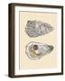 Bivalve Shells IV-Michael Willett-Framed Art Print
