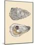 Bivalve Shells IV-Michael Willett-Mounted Art Print