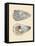 Bivalve Shells IV-Michael Willett-Framed Stretched Canvas