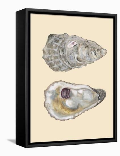 Bivalve Shells IV-Michael Willett-Framed Stretched Canvas