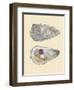 Bivalve Shells IV-Michael Willett-Framed Art Print