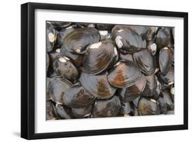 Bivalves for Sale (Kai), Suva Sea Food Market, Suva, Viti Levu, Fiji-Pete Oxford-Framed Photographic Print