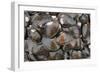 Bivalves for Sale (Kai), Suva Sea Food Market, Suva, Viti Levu, Fiji-Pete Oxford-Framed Photographic Print