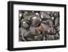 Bivalves for Sale (Kai), Suva Sea Food Market, Suva, Viti Levu, Fiji-Pete Oxford-Framed Photographic Print