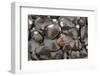 Bivalves for Sale (Kai), Suva Sea Food Market, Suva, Viti Levu, Fiji-Pete Oxford-Framed Photographic Print