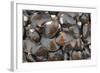 Bivalves for Sale (Kai), Suva Sea Food Market, Suva, Viti Levu, Fiji-Pete Oxford-Framed Photographic Print