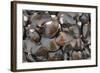 Bivalves for Sale (Kai), Suva Sea Food Market, Suva, Viti Levu, Fiji-Pete Oxford-Framed Photographic Print