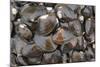 Bivalves for Sale (Kai), Suva Sea Food Market, Suva, Viti Levu, Fiji-Pete Oxford-Mounted Photographic Print