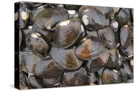 Bivalves for Sale (Kai), Suva Sea Food Market, Suva, Viti Levu, Fiji-Pete Oxford-Stretched Canvas