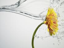 Water Splashing Daisy-Biwa-Mounted Photographic Print