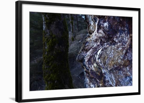 bizarre dead wood-Klaus Scholz-Framed Photographic Print