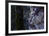 bizarre dead wood-Klaus Scholz-Framed Photographic Print