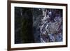 bizarre dead wood-Klaus Scholz-Framed Photographic Print