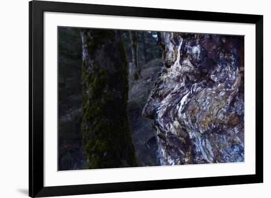 bizarre dead wood-Klaus Scholz-Framed Photographic Print