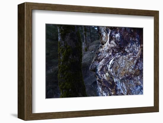 bizarre dead wood-Klaus Scholz-Framed Photographic Print