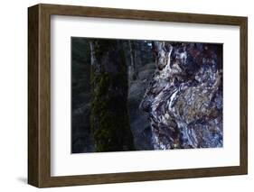 bizarre dead wood-Klaus Scholz-Framed Photographic Print