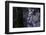 bizarre dead wood-Klaus Scholz-Framed Photographic Print