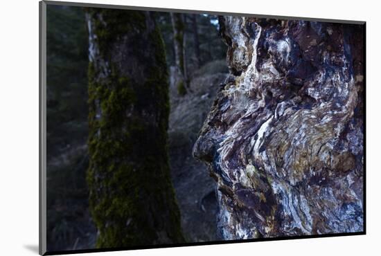 bizarre dead wood-Klaus Scholz-Mounted Photographic Print