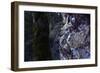 bizarre dead wood-Klaus Scholz-Framed Photographic Print