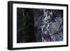 bizarre dead wood-Klaus Scholz-Framed Photographic Print