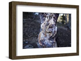bizarre dead wood-Klaus Scholz-Framed Photographic Print