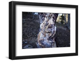 bizarre dead wood-Klaus Scholz-Framed Photographic Print