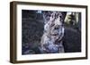 bizarre dead wood-Klaus Scholz-Framed Photographic Print