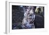 bizarre dead wood-Klaus Scholz-Framed Photographic Print