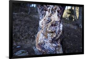 bizarre dead wood-Klaus Scholz-Framed Photographic Print