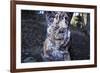 bizarre dead wood-Klaus Scholz-Framed Photographic Print