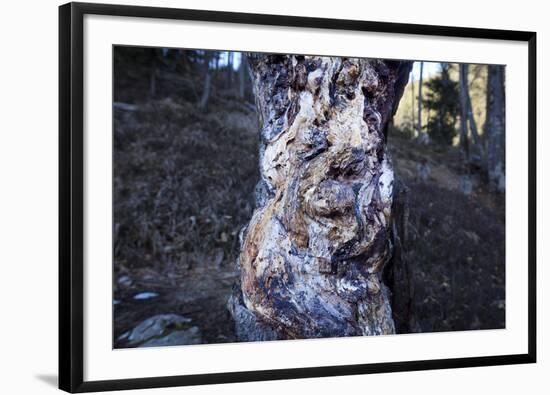 bizarre dead wood-Klaus Scholz-Framed Photographic Print