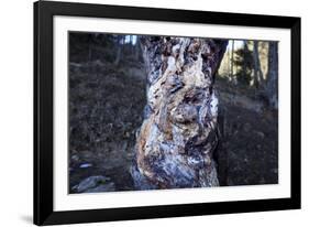 bizarre dead wood-Klaus Scholz-Framed Photographic Print