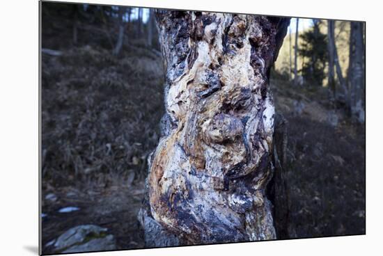 bizarre dead wood-Klaus Scholz-Mounted Photographic Print