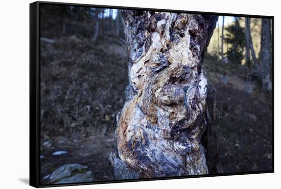 bizarre dead wood-Klaus Scholz-Framed Stretched Canvas