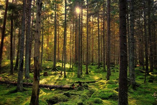 Premium Photographic Print, , large